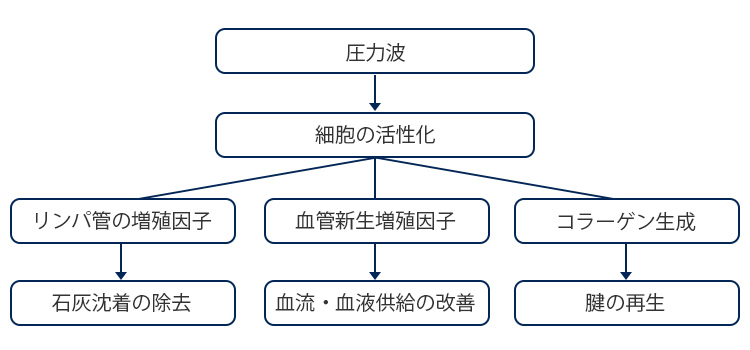物理的な刺激による細胞の活性化