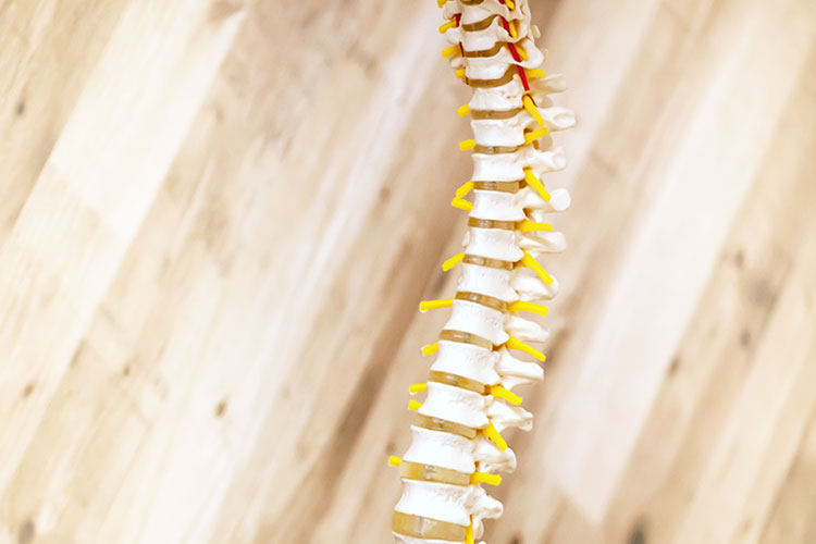 背骨のイメージの写真